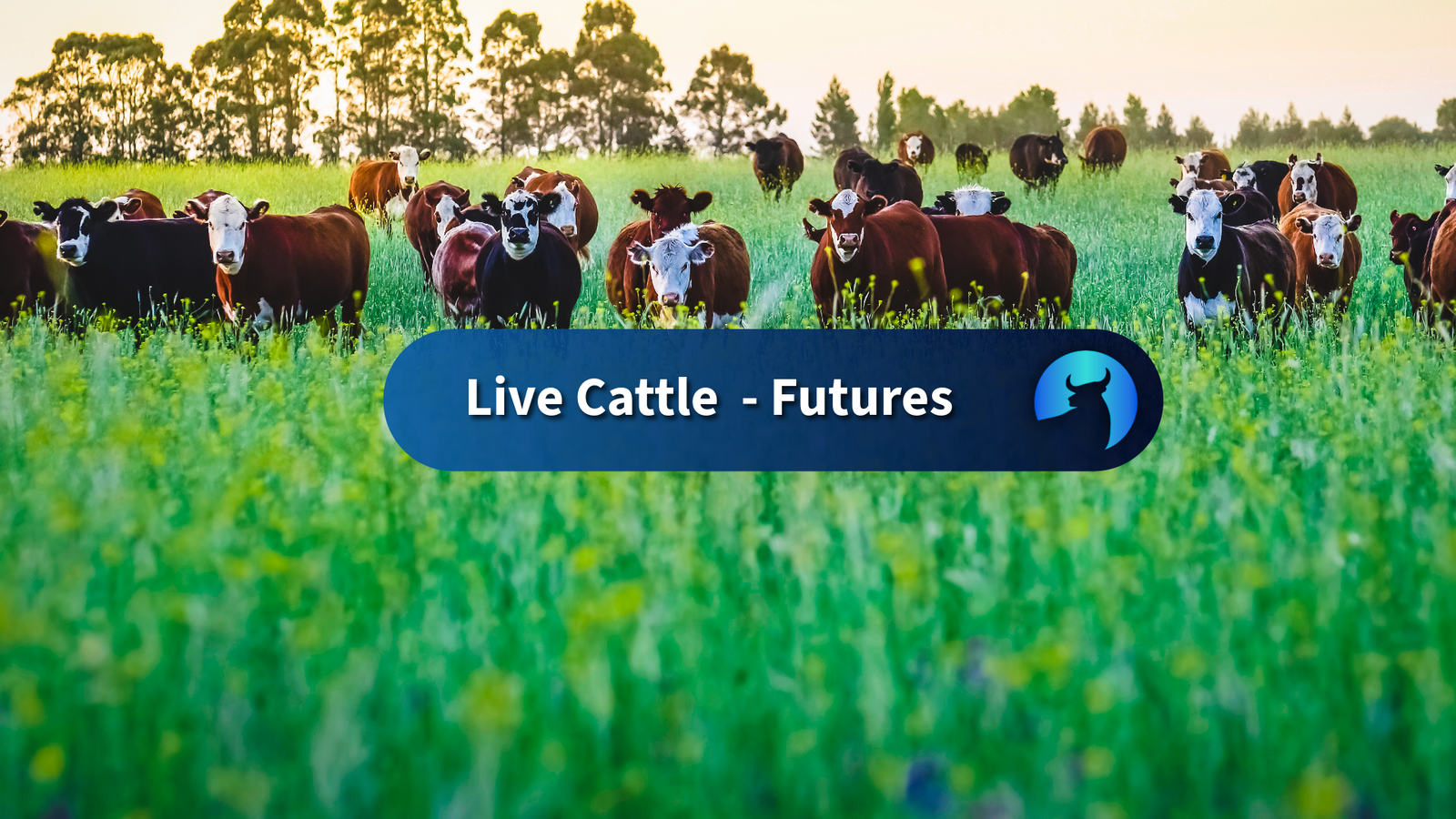 Live Cattle Futures