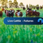 Cattle Firms up